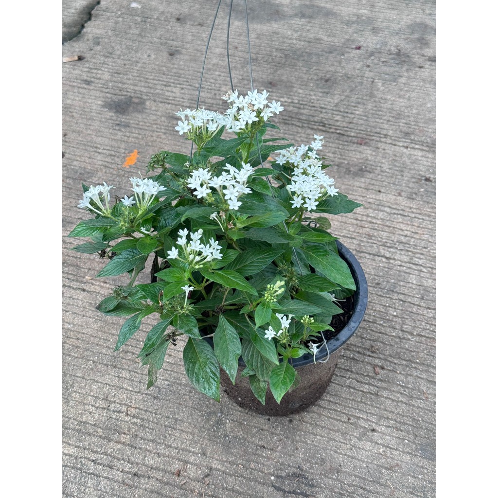 มุมมอง 2