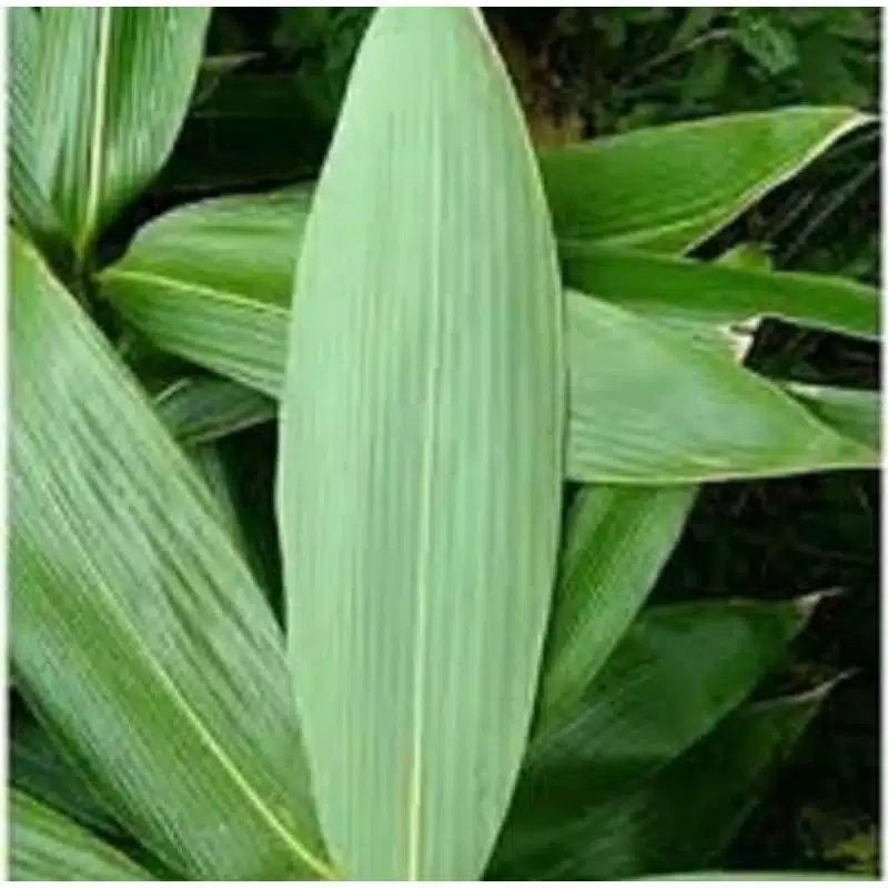 กระสอบใบไม้ไผ่จัมโบ้ 100 ใบ สําหรับห่อ Bakcang Bacanng Nuts Food Wrap H.sp