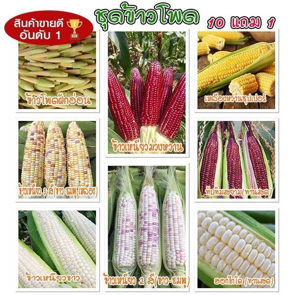 เมล็ดพันธุ์ข้าวโพดทุกสายพันธุ์ 2-50 เมล็ด 2สี 3สี ข้าวเหนียว ฮอกไกโด มีคู่มือสำหรับปลูก [ซื้อ 10 แถม 1 คละได้]