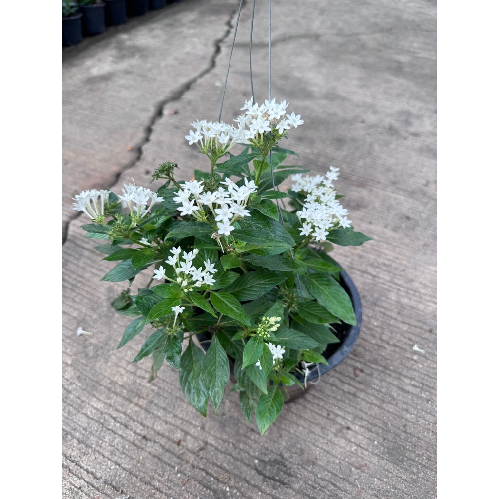 มุมมอง 3