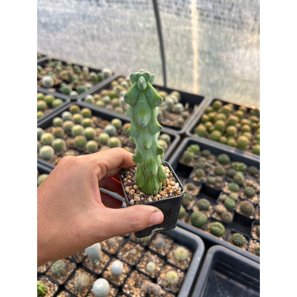 นมพันเต้า  กระบองเพชร ไม้อวบน้ำ Cactus&Succulent