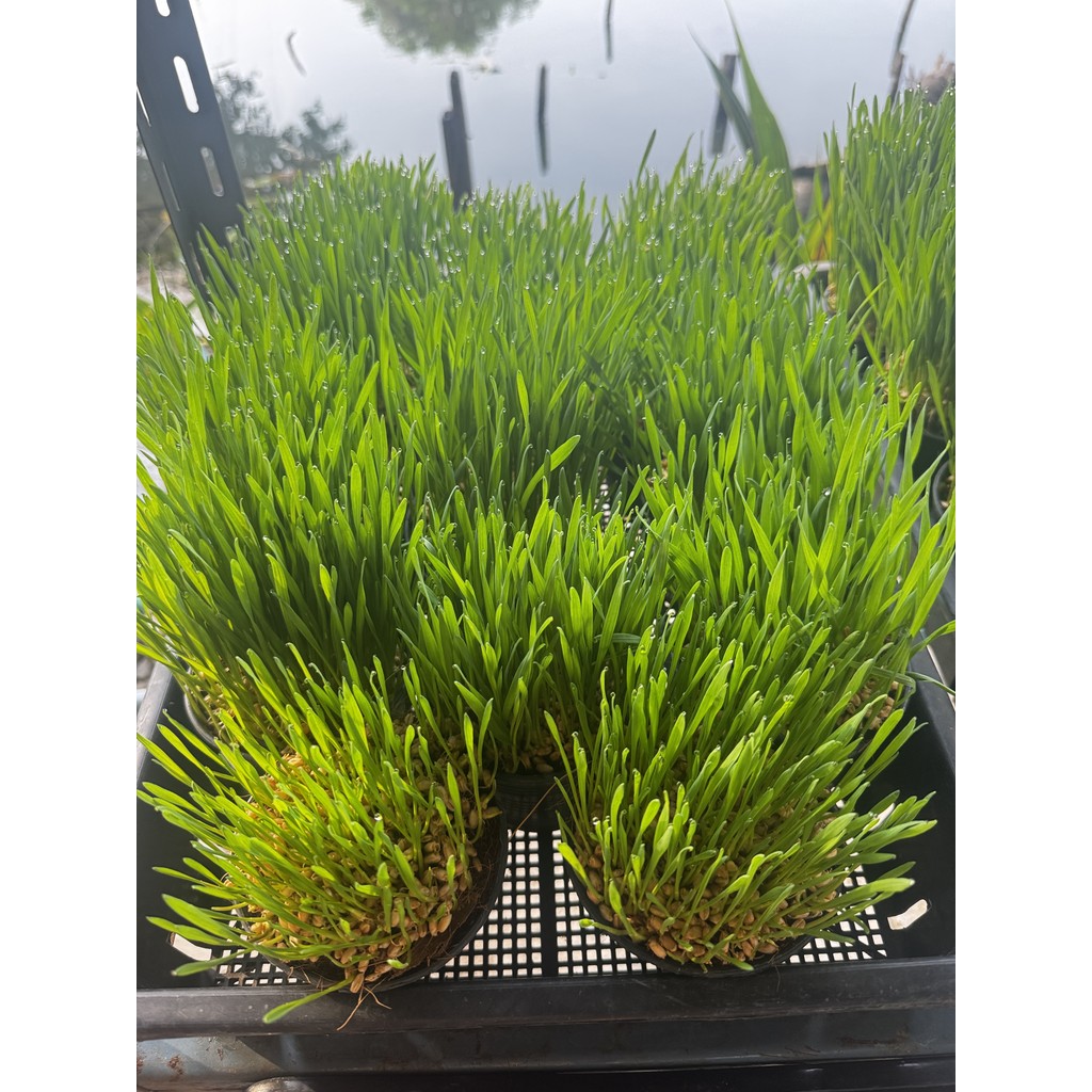 มุมมอง 2