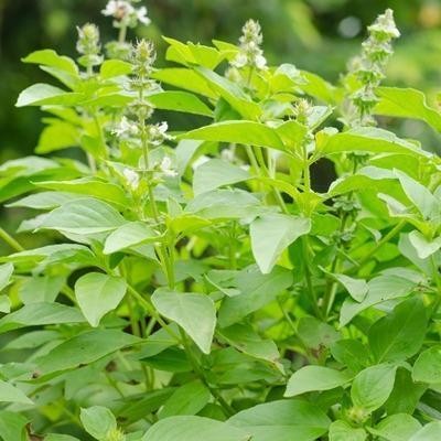 เมล็ดพันธุ์ผักแมงลัก 300-1000 เมล็ด มีคู่มือการปลูก [ซื้อ 10 แถม 1 คละได้] ราคา ถูกที่สุด ดีลบีเคเค แกลเลอรีภาพที่ 6