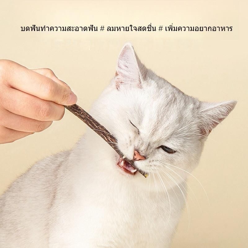 stock ไม้แมวเมา ไม้กัดฟัน แอกทินิเดีย โพลีกามา Actinidia Polygama ผลกีวีเกซิเซา ไม้จิ้มฟันสัตว์เลี้ยง