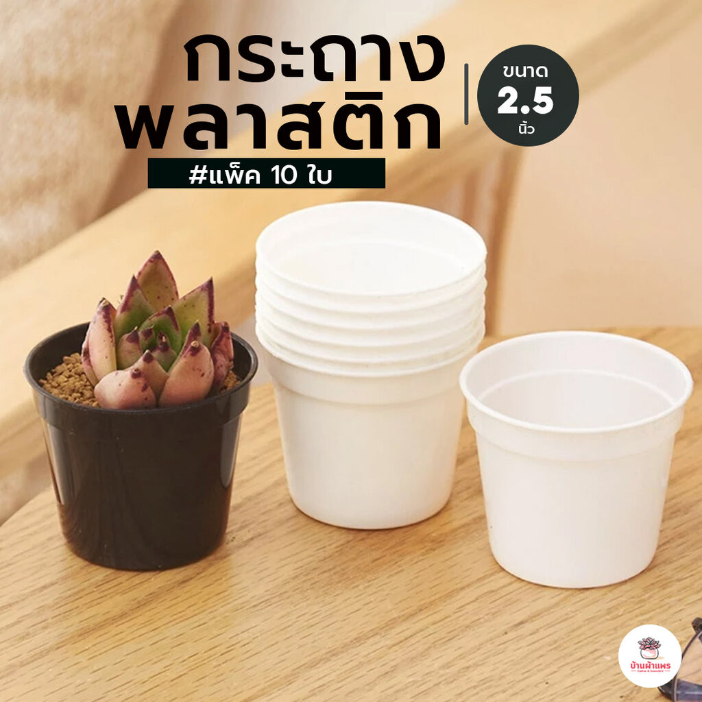 [ แพค 10 ใบ ] กระถาง 2.5 นิ้ว เนื้อเงา เหนียว กระถางพลาสติก แคคตัส กระบองเพชร ไม้อวบน้ำ Cactus&Succulent