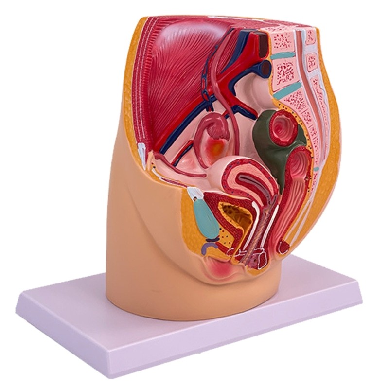 Love* หญิง Pelvis Cavity รุ่นหญิง Reproductionive System Anatomy รุ่นสําหรับการฝึกอบรมสูติศาสตร์และป
