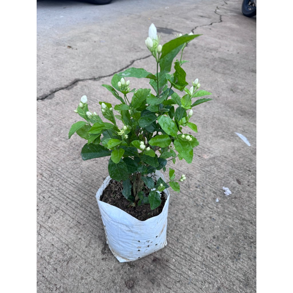 มุมมอง 3