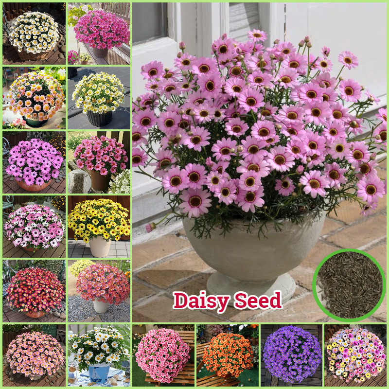  [จัดส่งฟรี]ผสมสีเดซี่เมล็ด (300เมล็ดต่อแพ็ค) เมล็ดบอนไซสําหรับปลูกดอกไม้กระถางพืชดอกเมล็ดสวนเมล็ดดอกไม้ง่ายต่อการเติบโตบ้านและตกแต่งสวน