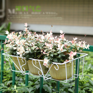 ที่แขวนกระถางริมระเบียง วัสดุอัลลอยด์แข็งแรง รับน้ำหนักดี | …