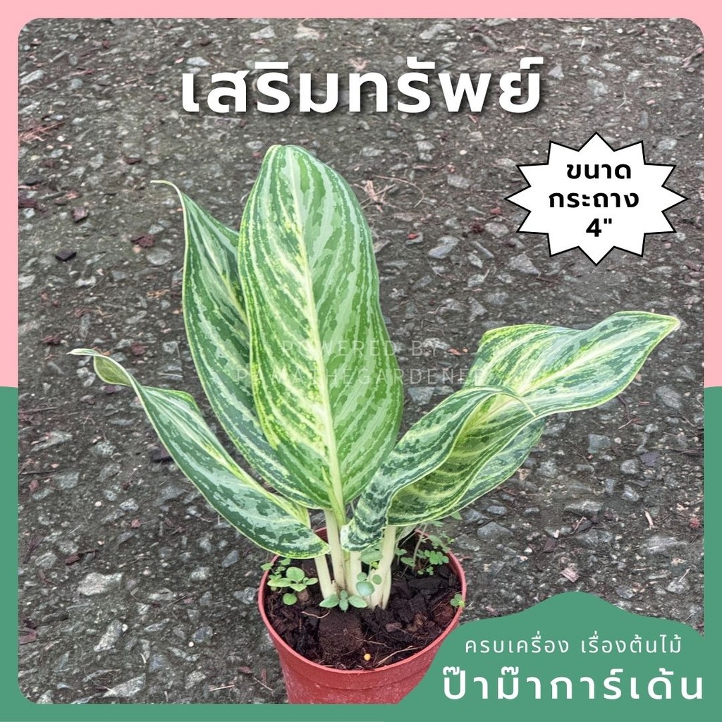 ต้นเสริมทรัพย์ เสริมทรัพย์ ส่งพร้อมกระถาง 4 นิ้ว