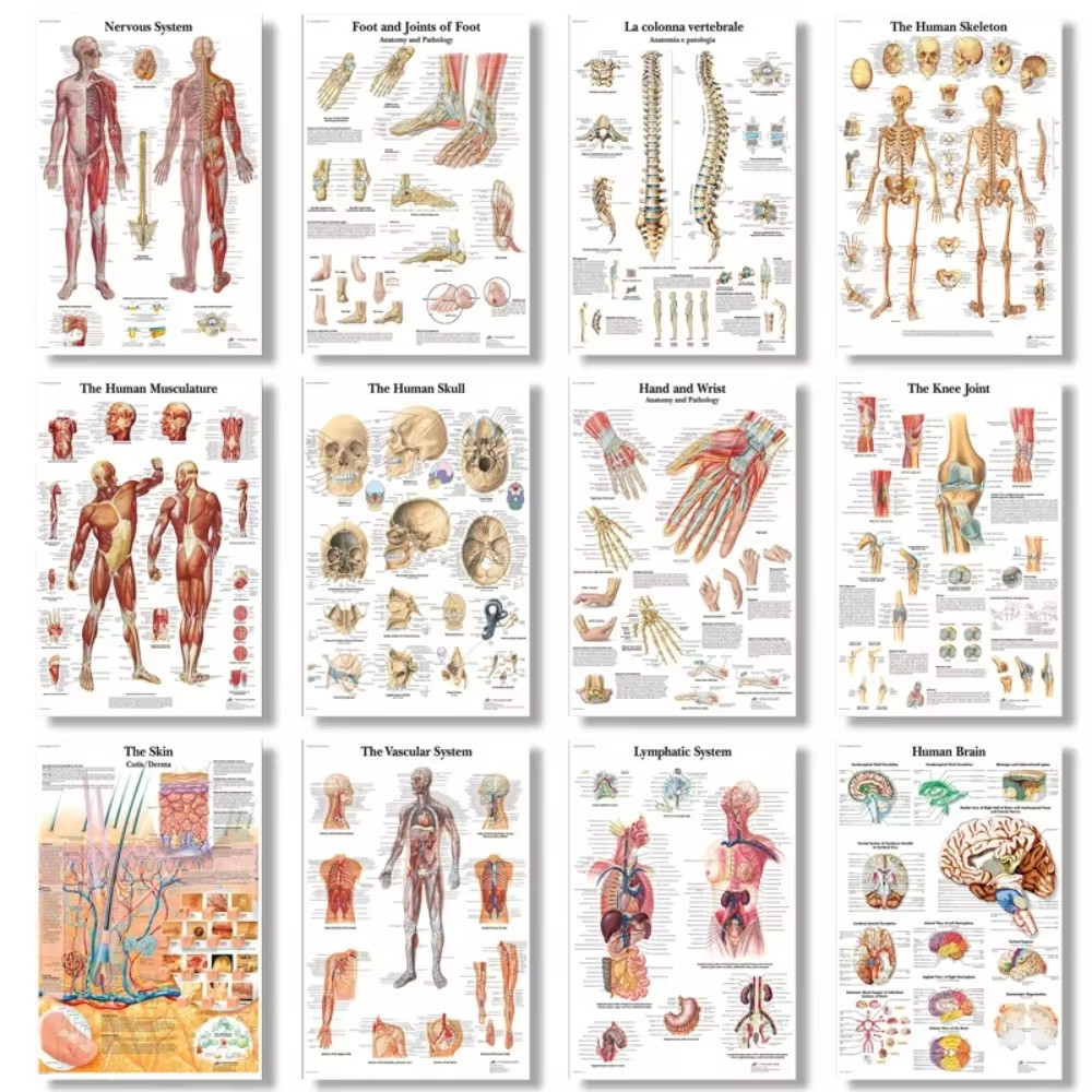 โครงสร้างร่างกาย Skeleton Wall Art ระบบประสาท Anatomy ภาพวาดผ้าใบการศึกษาโปสเตอร์ Medical Decoracion ภาพวาด