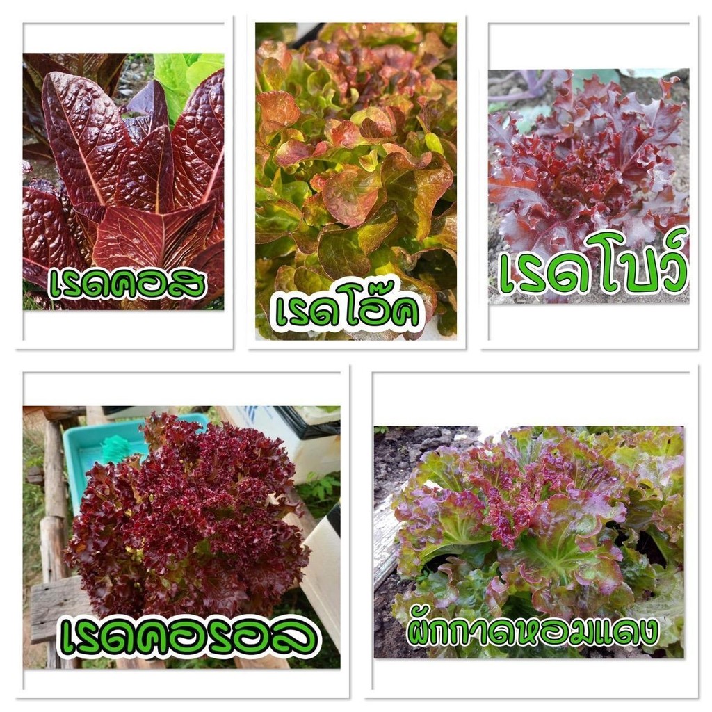 สลัดใบสีแดงเมล็ดพันธุ์สำหรับปลูก 100-200 เมล็ด