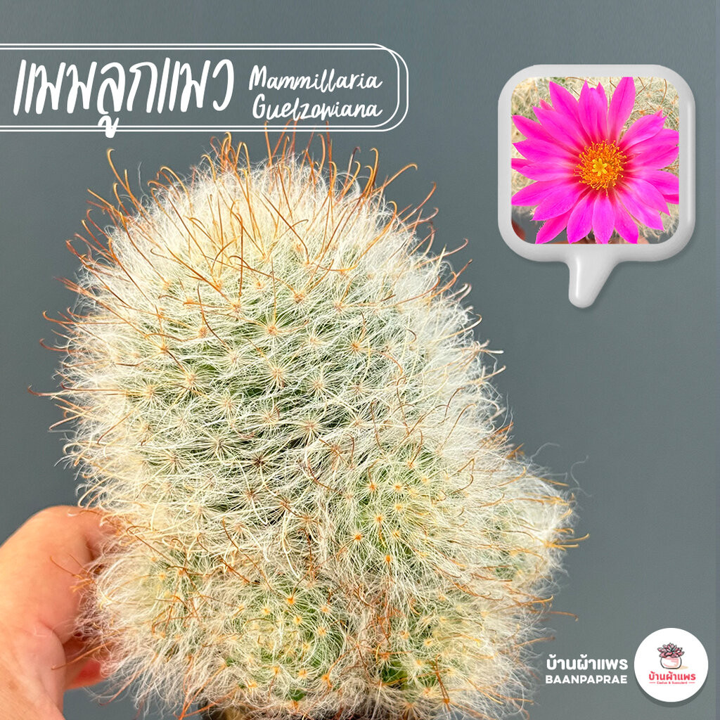 แมมลูกแมวไร้หนาม #โคลนญี่ปุ่น Mammillaria Guelzowiana แคคตัส กระบองเพชร cactus&succulent