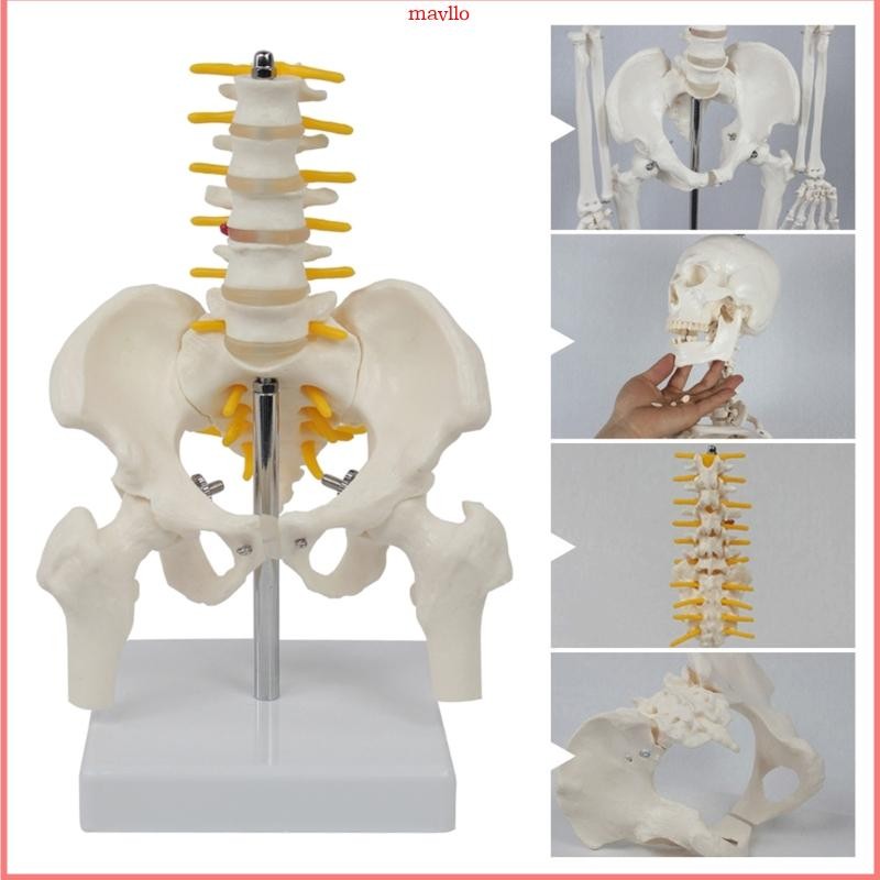 Mavlo Lumbar Model Human Cervical Vertebra Carotid Artery โมเดลกระดูกสันหลังแบบยืดหยุ่น
