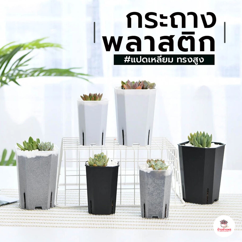 กระถางแปดเหลี่ยมทรงสูง แคคตัส กระบองเพชร ไม้อวบน้ำ Cactus&Succulent