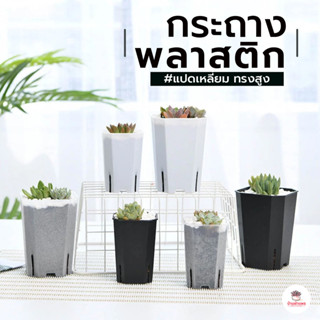 กระถางแปดเหลี่ยมทรงสูง แคคตัส กระบองเพชร ไม้อวบน้ำ Cactus&Su…