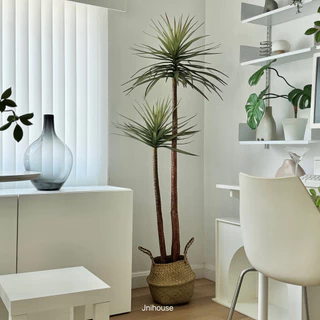 [พร้อมส่ง] Jnihouse : Dragon tree แถมตะกร้าสาน (Dracaena marginata)