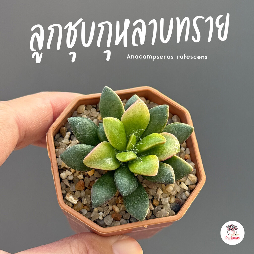 ลูกชุบกุหลาบทราย Anacampseros rufescens ไม้อวบน้ำ กุหลาบหิน แคคตัส กระบองเพชร cactus&succulent