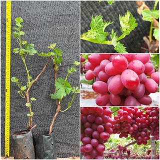 ชุด 2 ต้นองุ่นอนูต้าเสียบยอดไร้เมล็ดให้ลูกใหญ่หวานอร่อย ปีละ…