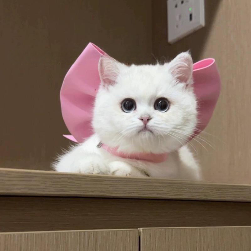 Mary Cat Bow Tie สร้อยคอปลอกคอสัตว์เลี้ยงตกแต่งสําหรับลูกแมวลูกสุนัข Bichon และ Ragdoll Cats