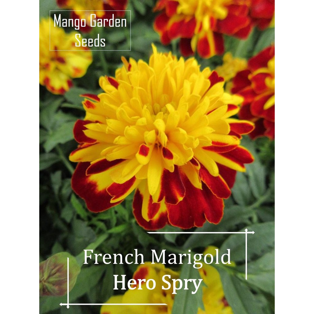 หายาก Double French Marigold Hero Spry Flower Seeds - 30