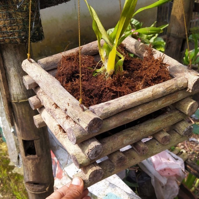 Coffee Wood Orchid Pot Media พร้อมพร้อมแล้ว