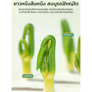 [ลดความดันโลหิต น้ำตาลและไขมันในเลือด] ชาดีบัวคุณภาพพรีเมียม Lotus Seed Core Tea ดีบัวชาดีบัวดีบัวอบแห้ง