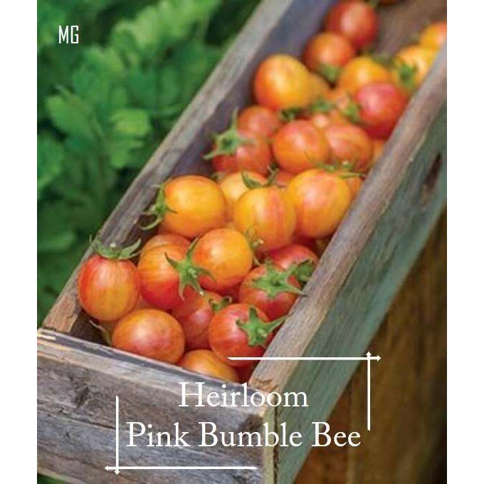 Heirloom Pink Bumble Bee Cherry Tomato Seeds - 30 เมล็ด *กระถางที่เป็นมิตร* Tanam Pasu, Benih Tomato