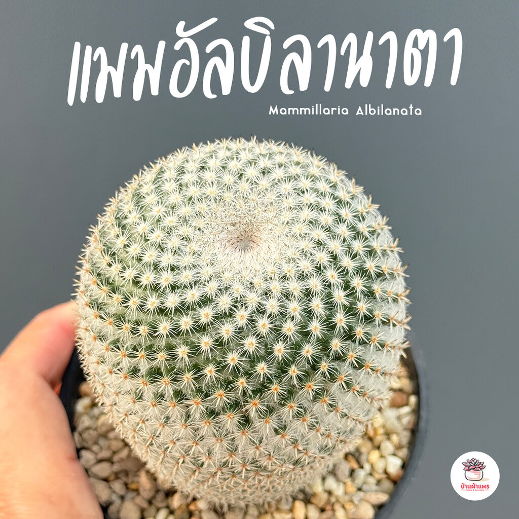 แมมอิรุซามุ แมมปุยหิมะ Mammillaria bucareliensis 'Erusamu' แคคตัส กระบองเพชร cactus&succulent