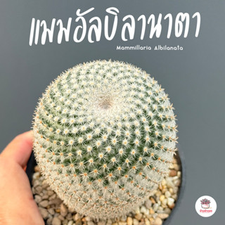 แมมอัลบิลานาตา Mammillaria Albilanata แคคตัส กระบองเพชร cact…