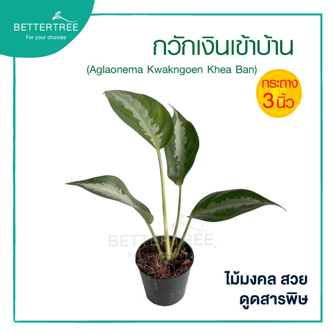 กวักเงินเข้าบ้าน กระถาง 3 นิ้ว ต้นไม้มงคล ไม้ฟอกอากาศ