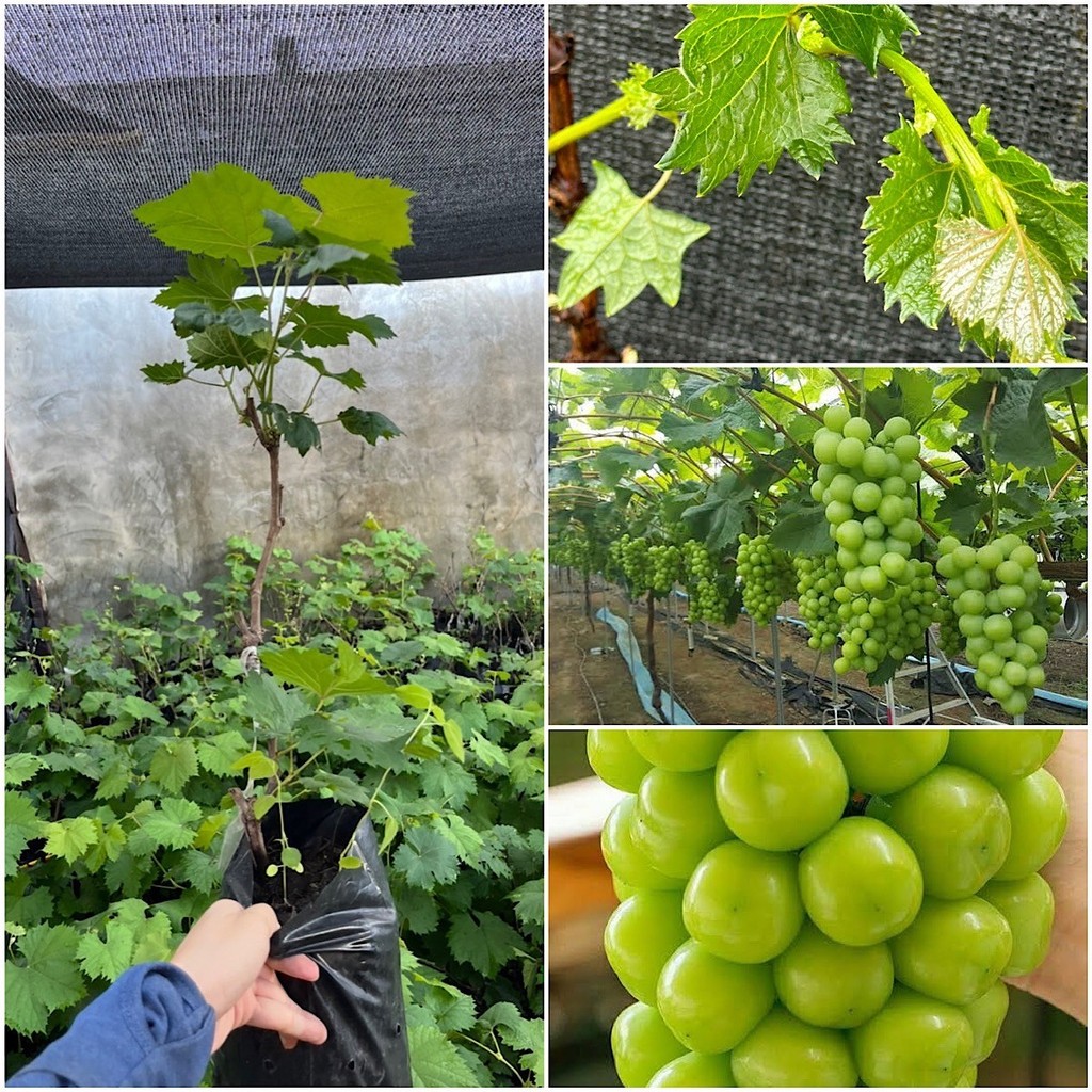 1 ต้นองุ่นไซมัสคัสเสียบยอดไร้เมล็ดให้ลูกใหญ่หวานอร่อย ปีละออกผล2-3 ครั้ง