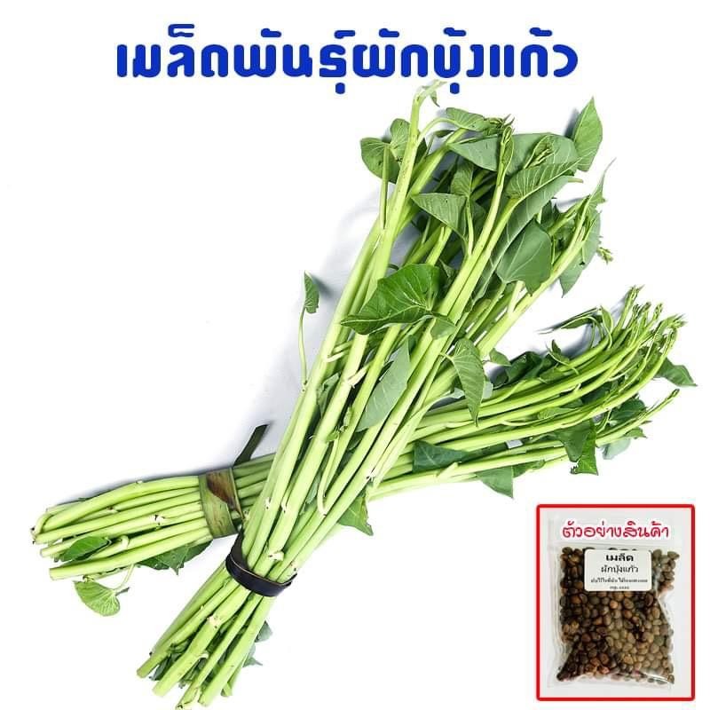 ชุดปลูกในดิน ผักบุ้งแก้ว ปลูกง่ายโตเร็ว 100-1200 เมล็ด มีคู่มือการปลูก [ซื้อ 10 แถม 1 คละได้]