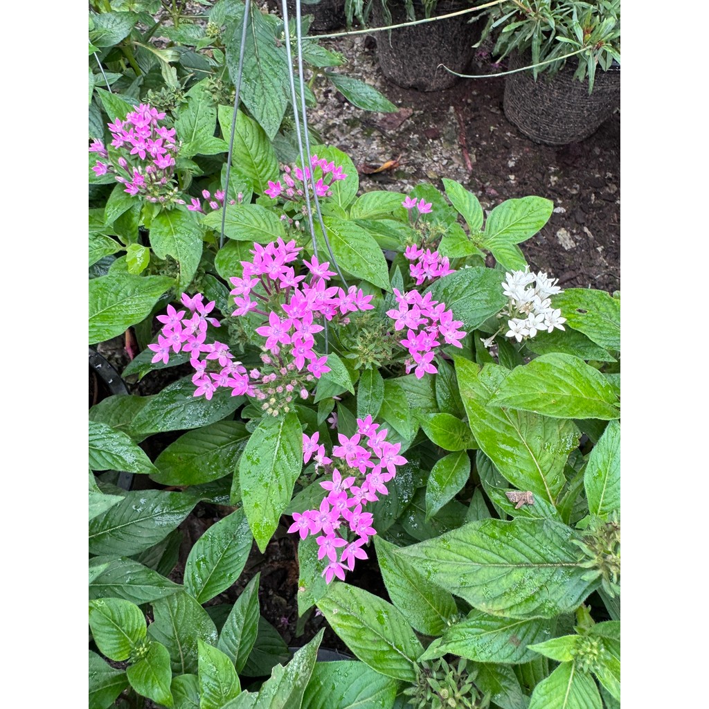 มุมมอง 4