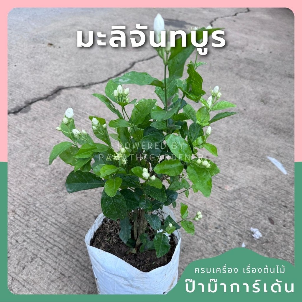 มะลิจันทบูร มะลิจันท์  ส่งพร้อมกระถาง