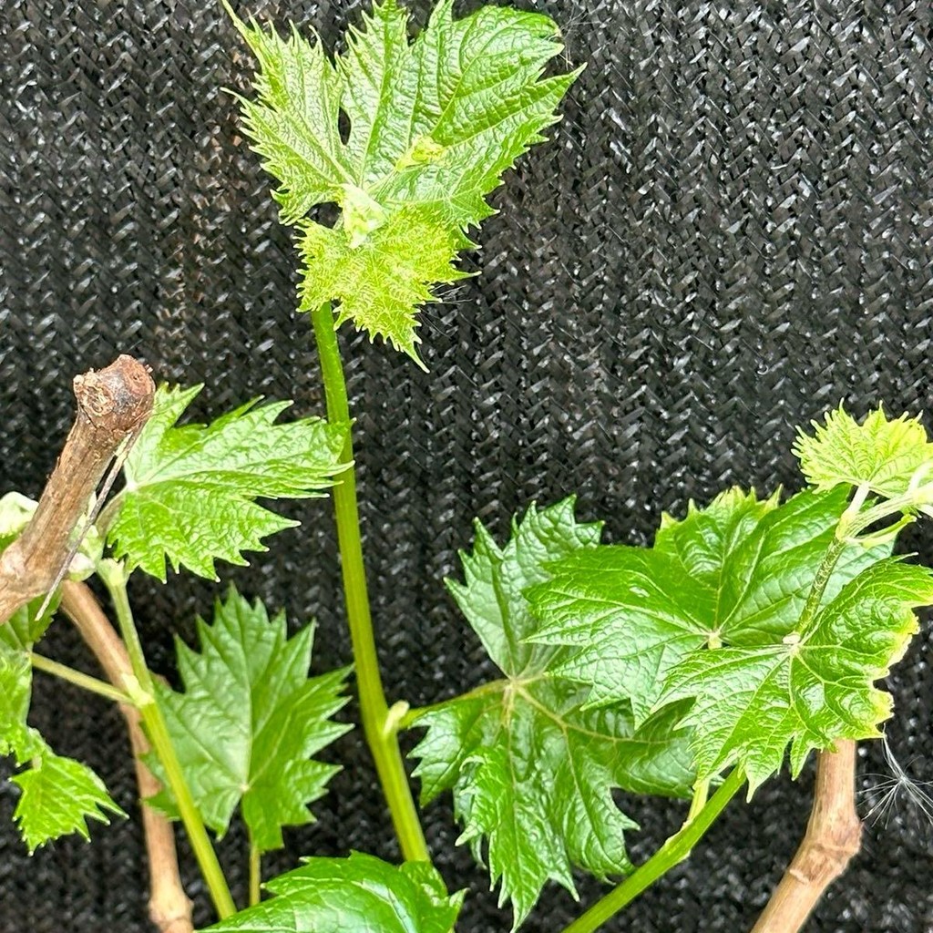 ชุด 2 ต้นองุ่นซุปเปอร์สวีทเสียบยอดไร้เมล็ดให้ลูกใหญ่หวานอร่อย ปีละออกผล2-3 ครั้ง - รูปที่ 5