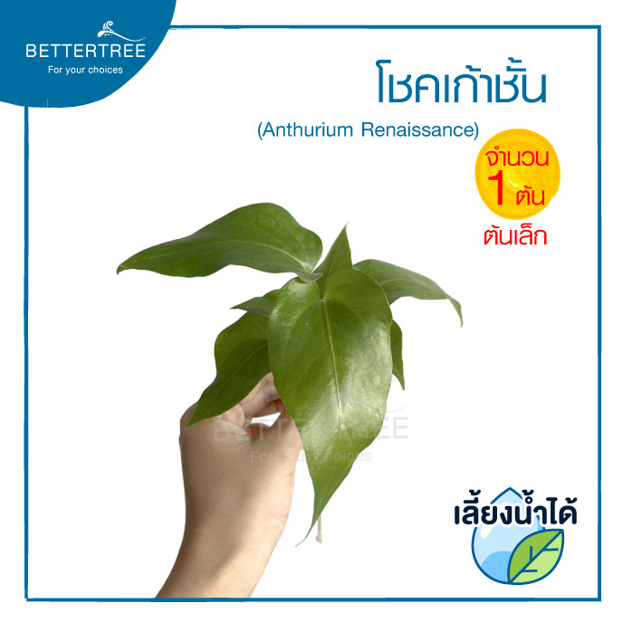 โชคเก้าชั้น(จำนวน 1 ต้น)เลี้ยงน้ำได้ ต้นไม้มงคล ไม้ฟอกอากาศ