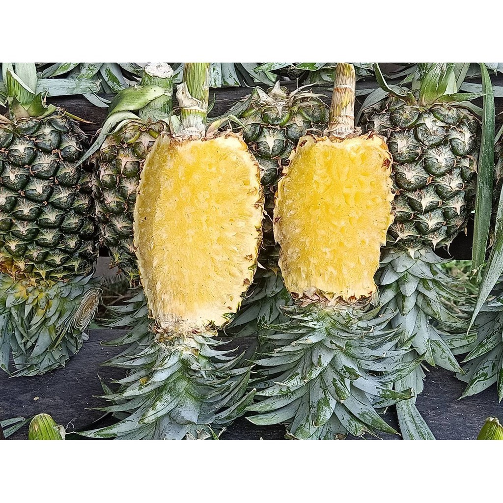 สัปรดศรีราชา สดอร่อยคัดให้ถึงมือ ขายส่ง3ลูก และปลีก1ลูก ลูกละประมาณ1กก. หอมหวานอร่อย ต้องสัปรดศรีราชา ซื้อไปขายไปทานได้