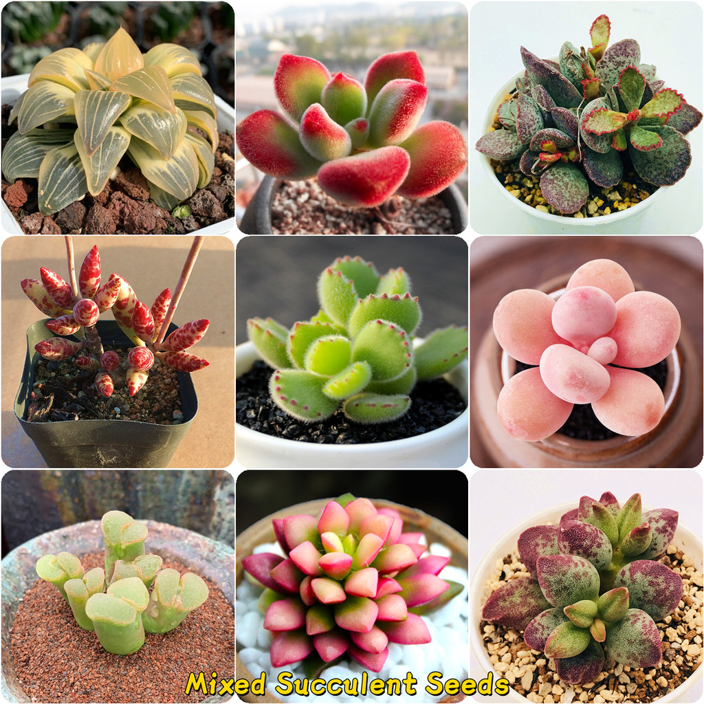 100ชิ้นผสมฉ่ํา ​เมล็ดสําหรับปลูกรายการตกแต่งสวนดอกไม้พืชเมล็ดสมุนไพร Basil พืชดอกพืชสดสําหรับบ้านสวนในร่มและกลางแจ้ง Air บอนไซพืช
