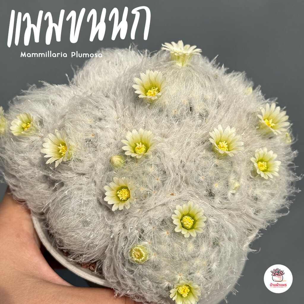 แมมขนนกขาวฟอร์มกอ Mammillaria Plumosa แคคตัส กระบองเพชร cactus&succulent