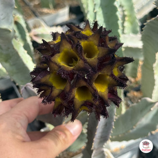 เก๋งจีน คารัลลูม่า Caralluma Speciosa ตอกราฟคางคก แคคตัส กระ…