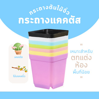กระถางต้นไม้จิ๋ว กระถางต้นไม้ กระถางแคคตัส กระบองเพชร ต้นแคต…