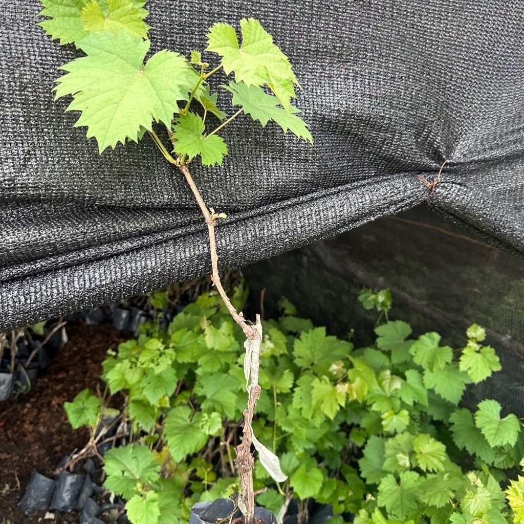 1 ต้นองุ่นนิ้วมือแม่มดเสียบยอดไร้เมล็ดให้ลูกใหญ่หวานอร่อย ปีละออกผล2-3 ครั้ง - รูปที่ 2