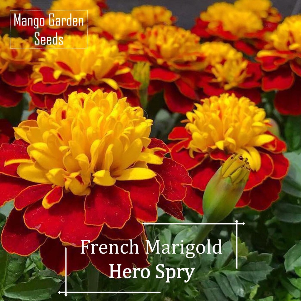 หายาก Double French Marigold Hero Spry Flower Seeds - 30 รูปที่ 3