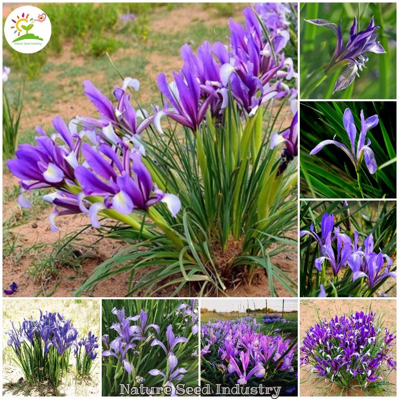  [จัดส่งฟรี]Iris Lactea Plants Horse Orchid Flower Seeds For Planting (50 ชิ้น) ไม้ยืนต้นเมล็ดพันธุ์พืชกระถางพืชสดเติบโตเมล็ดพันธุ์ดอกไม้ประดับเมล็ดบอนไซ Air