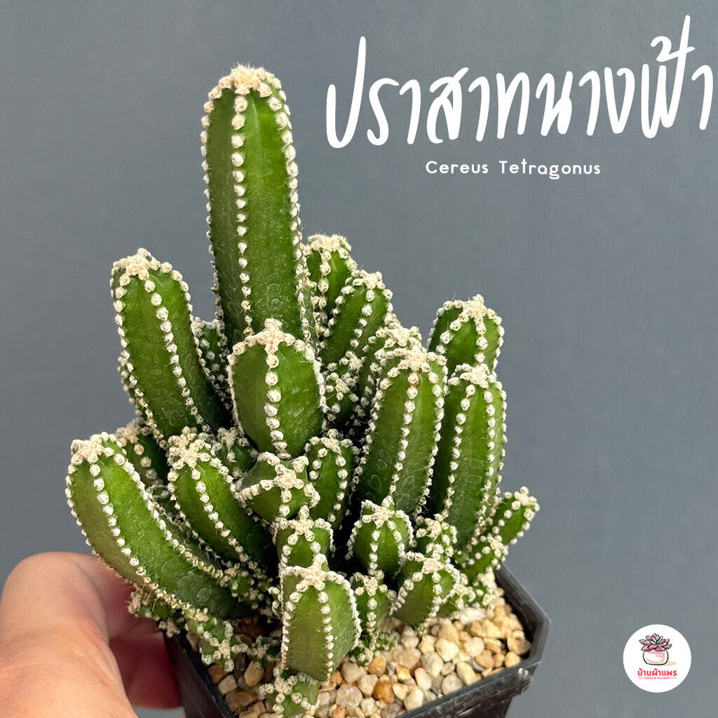 ปราสาทนางฟ้า Cereus Tetragonus แคคตัส กระบองเพชร cactus&succulent