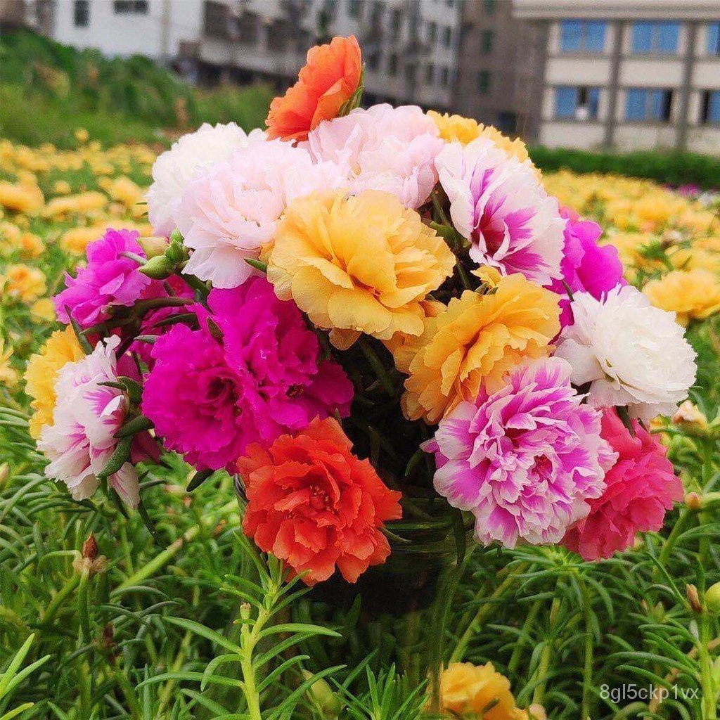 [ซื้อ 2 แถม 1] 1,000 เมล็ดทานตะวันกลีบคู่ดอกง่ายต่อการมีชีวิตอยู่ลานปลูกง่ายระเบียงดอกไม้ดูเมล็ดดอกไม้กระถางต้นไม้