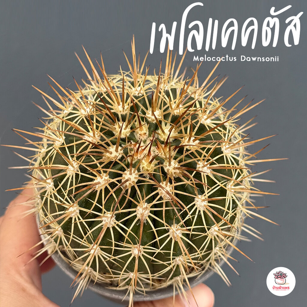 เมโลแคคตัส Melocactus Dawnsonii #กระถาง3นิ้ว แคคตัส กระบองเพชร cactus&succulent