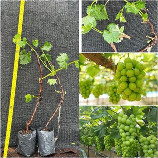 ชุด 2 ต้นองุ่นไซมัสคัสสีเขียวเสียบยอดไร้เมล็ดให้ลูกใหญ่หวานอ…