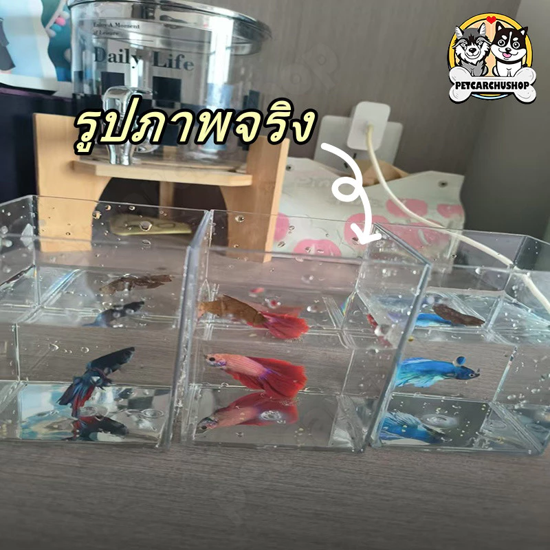 **🐠 ตู้ปลา ตู้ปลาเล็ก ตู้ปลากัด ตู้ปลาขนาดเล็ก โหลปลากัด เหมาะสำหรับสัตว์เลี้ยงขนาดเล็กทุกชนิด 🏠✨** thumbnail 6